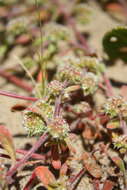 Image of San Francisco spineflower