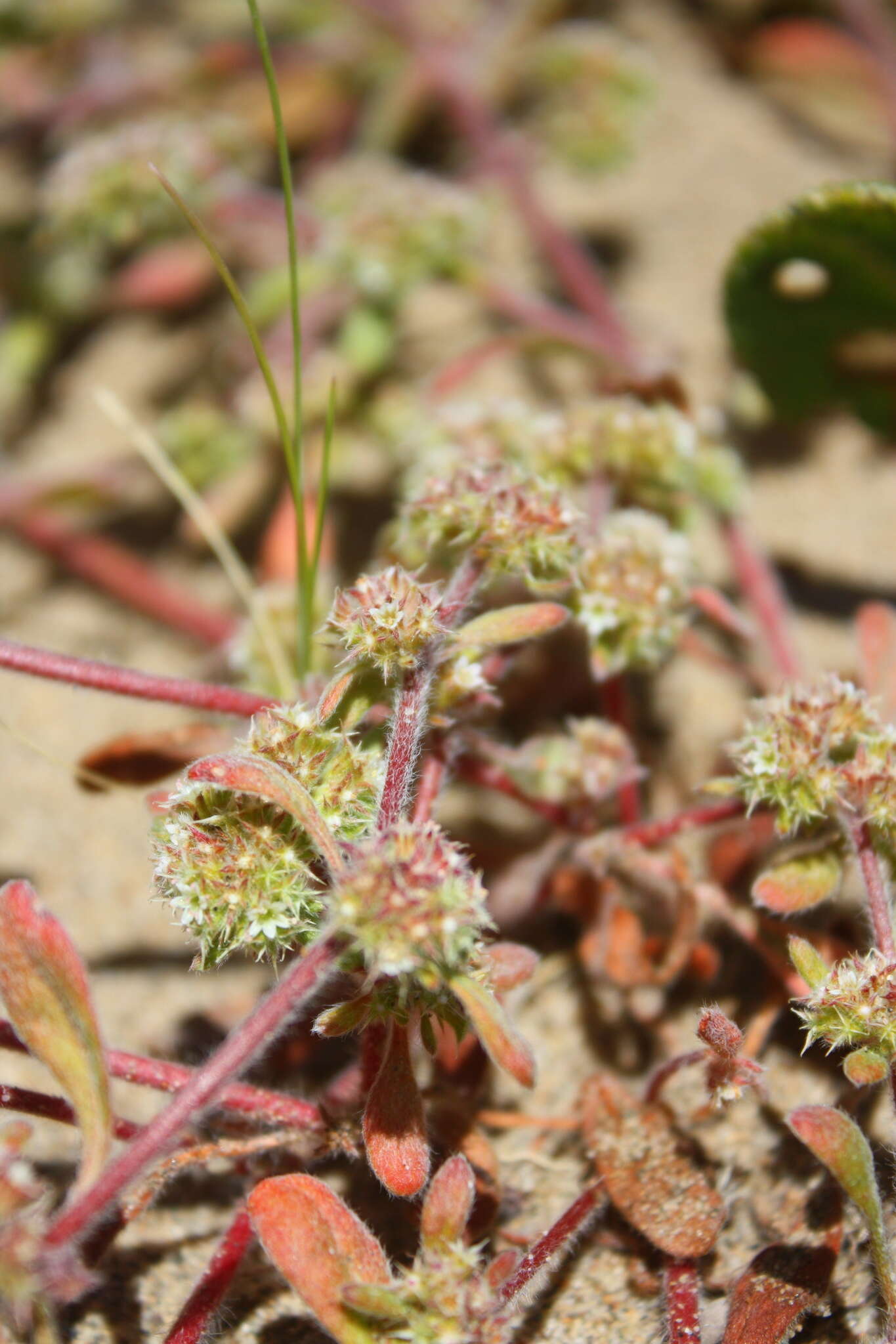 Imagem de Chorizanthe cuspidata var. villosa (Eastwood) Munz