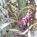 Image of Bulbophyllum aubrevillei Bosser