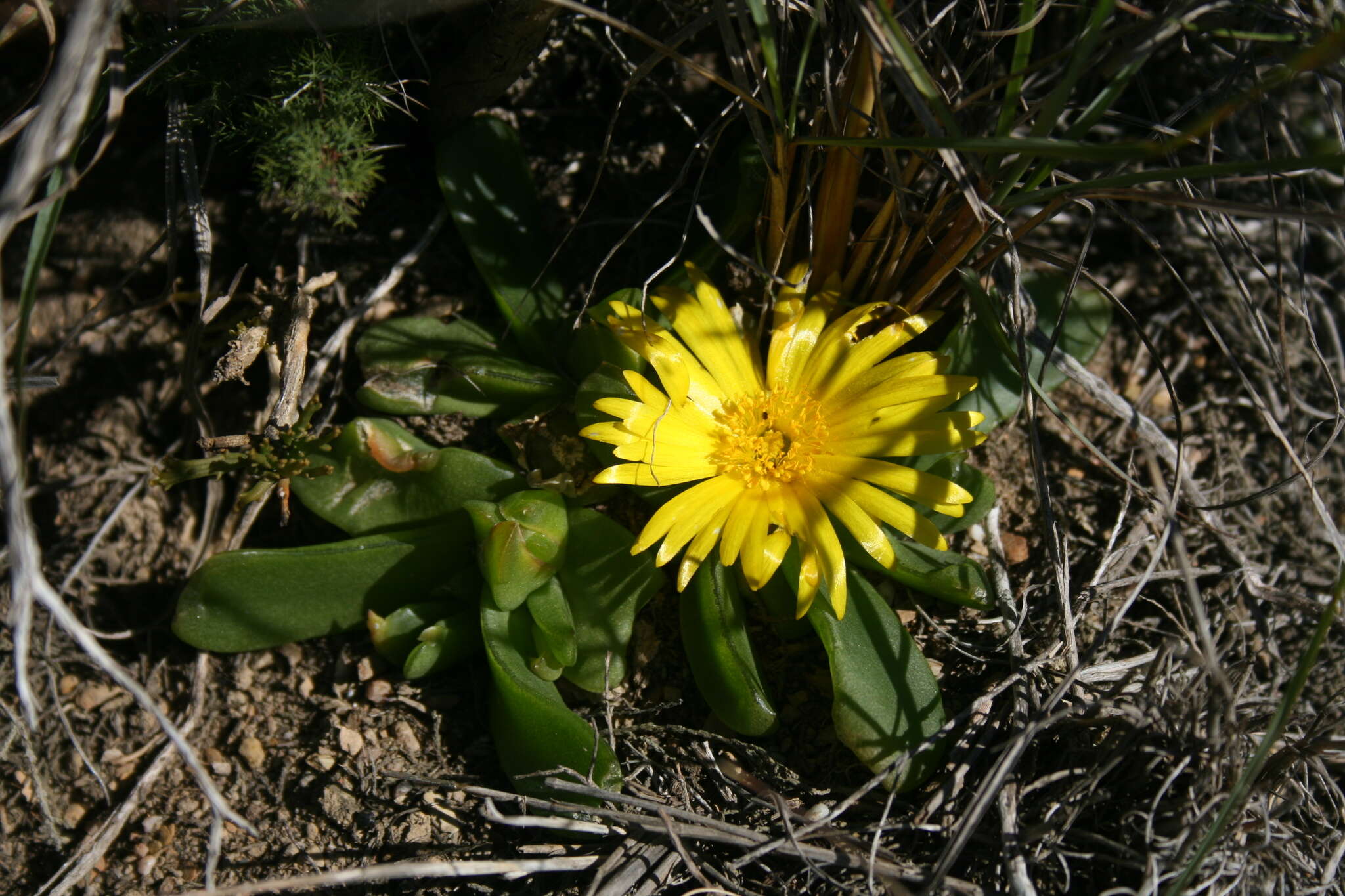 Image of Glottiphyllum depressum (Haw.) N. E. Br.