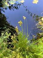 Image of greenwhite sedge