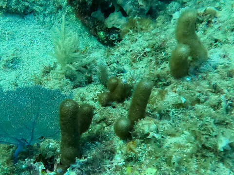 Image of corky sea finger