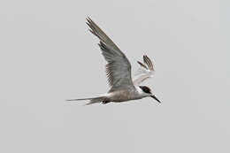 Image of White-cheeked Tern