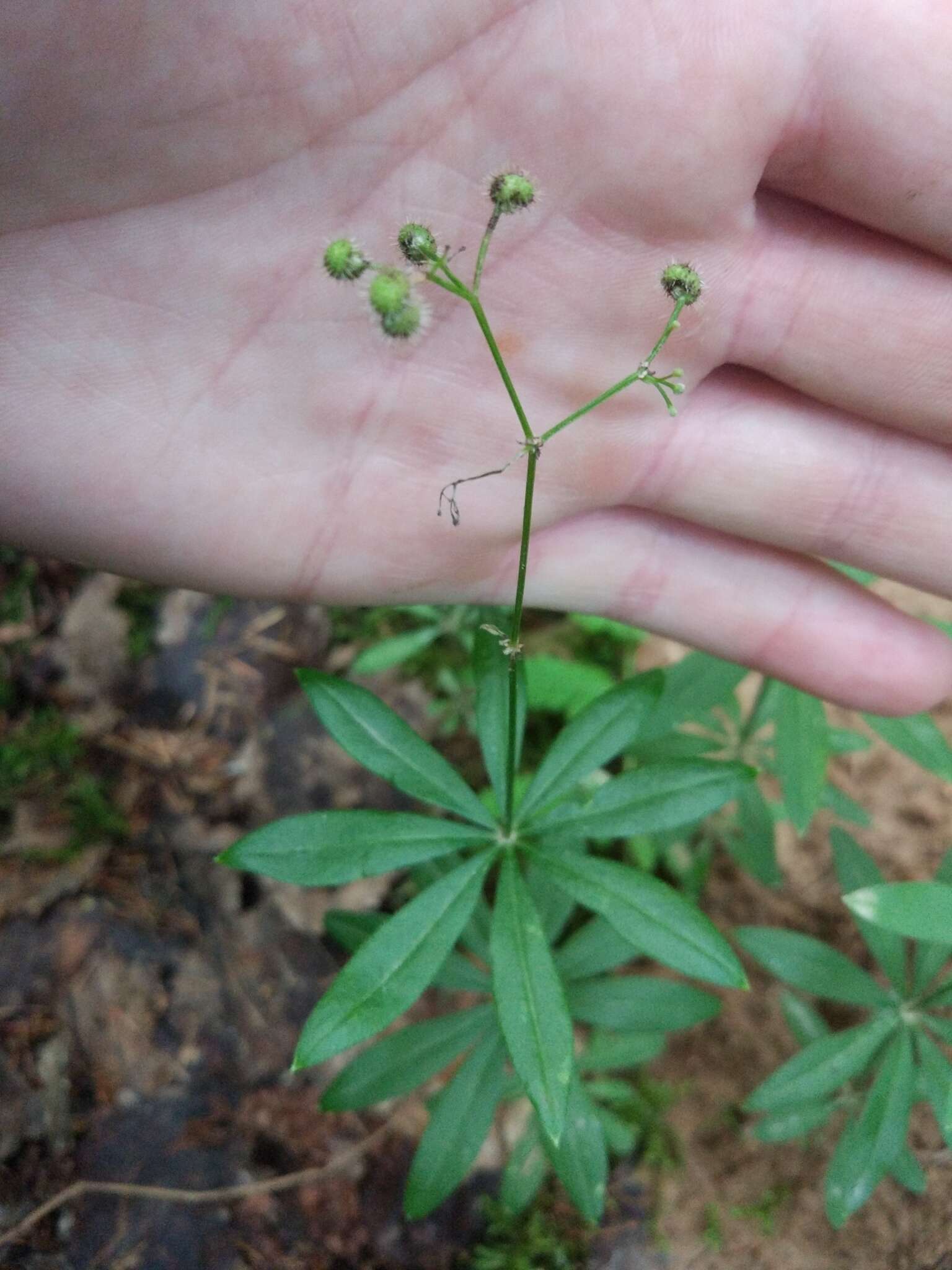 Image of Bedstraw