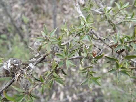 Imagem de Leptospermum arachnoides Gaertner