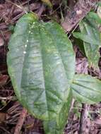 Image of Passiflora intricata