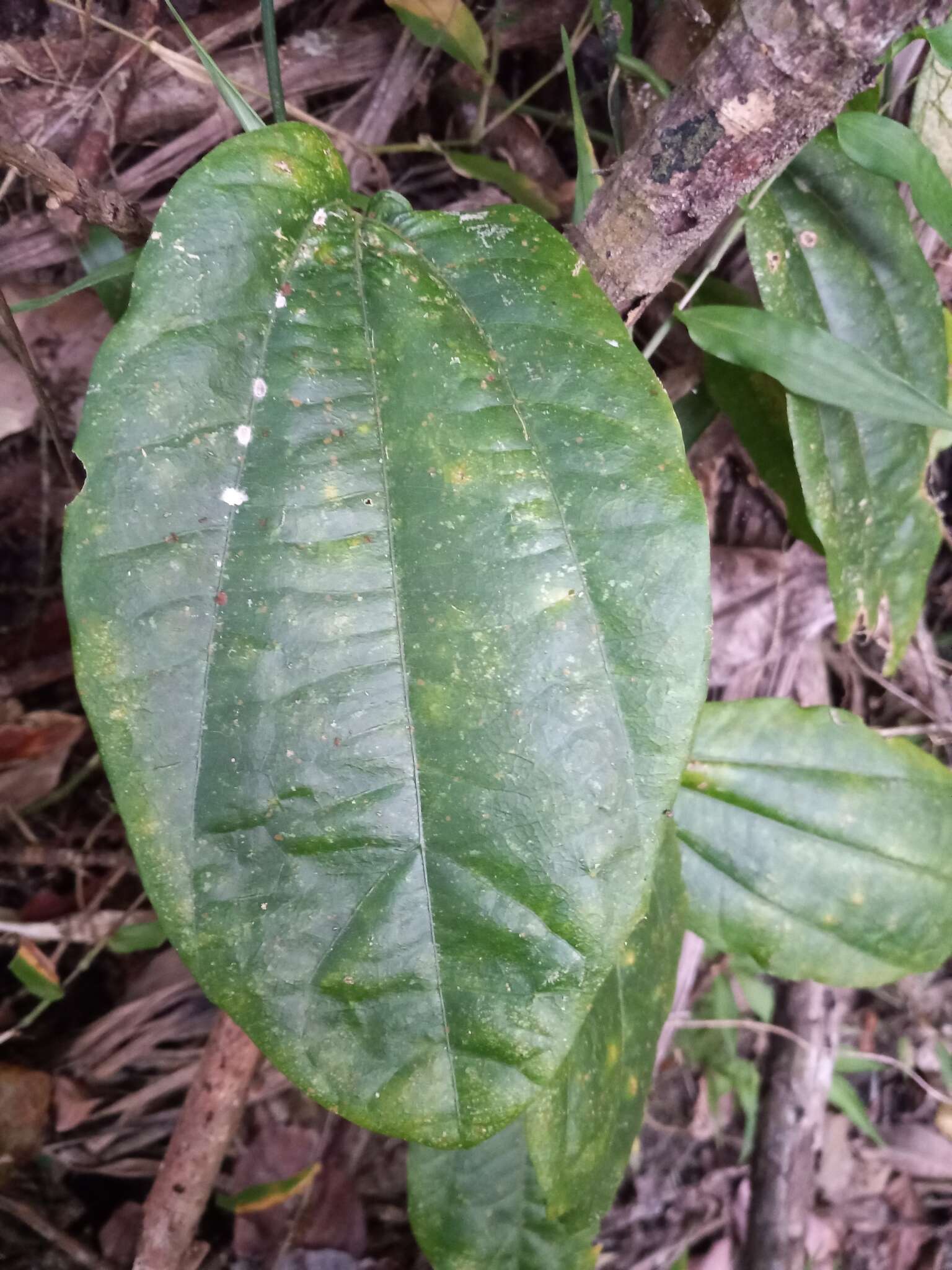 Image of Passiflora intricata