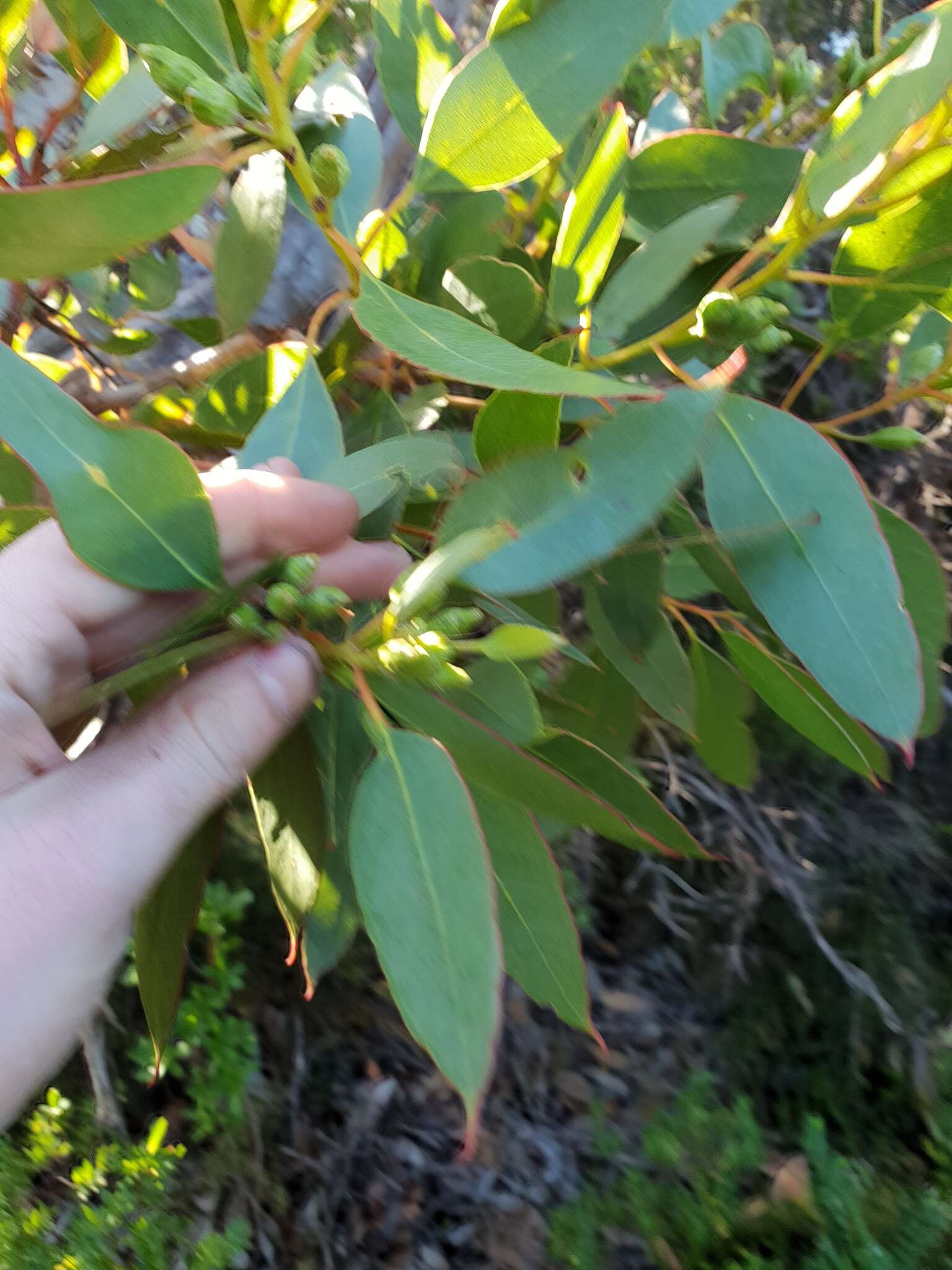 Image of Eucalyptus angulosa Schauer