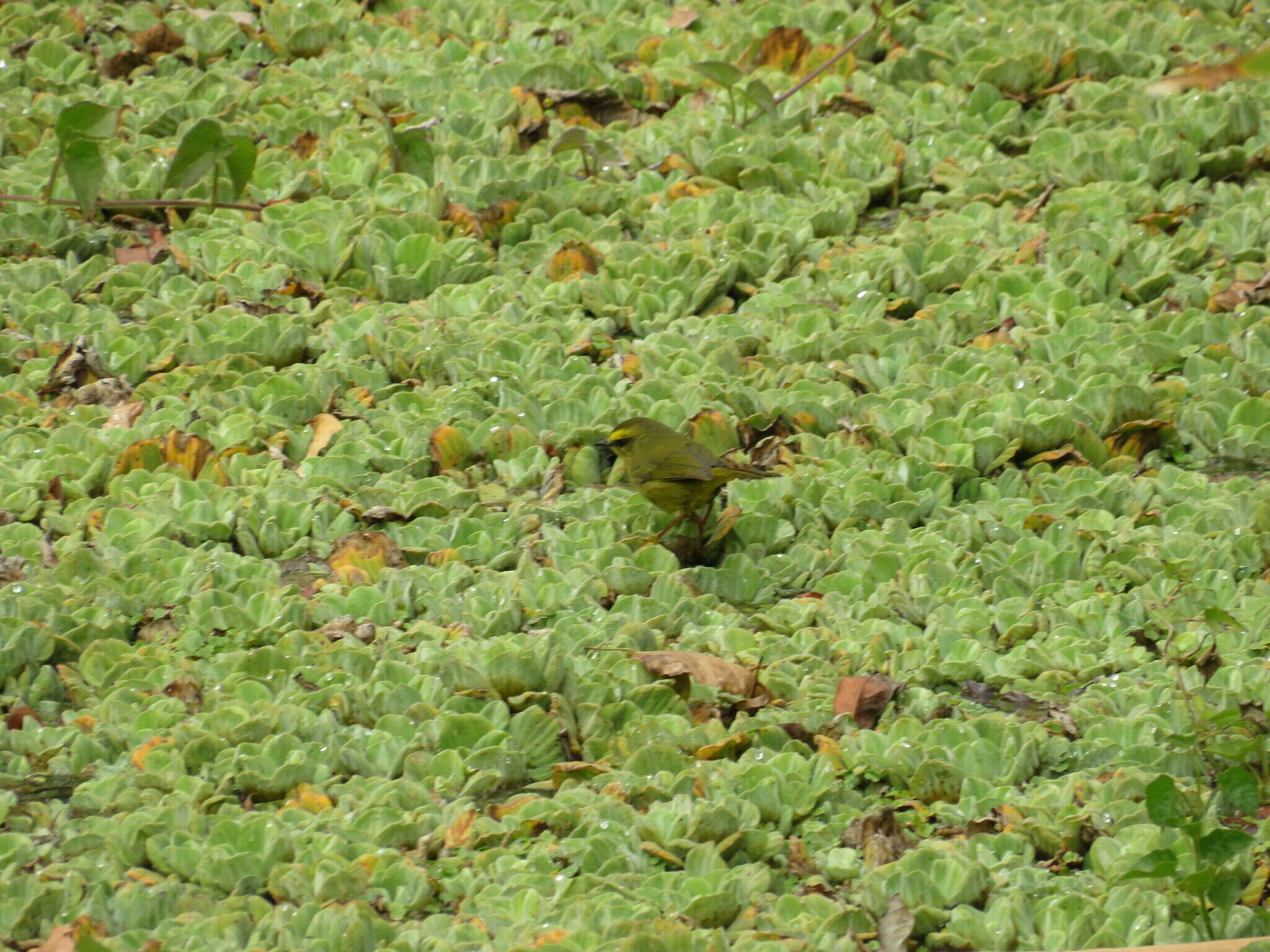 Image of Pale-legged Warbler