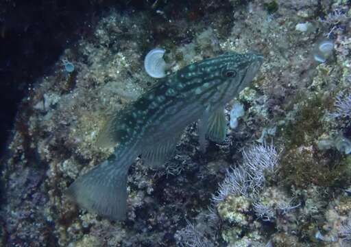 Image of Comb Grouper