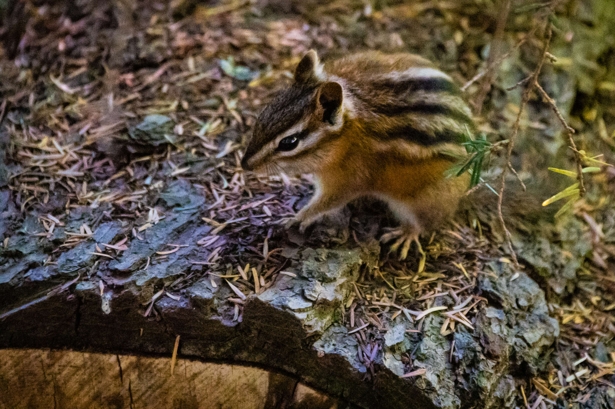 Image of red-tailed chipmunk