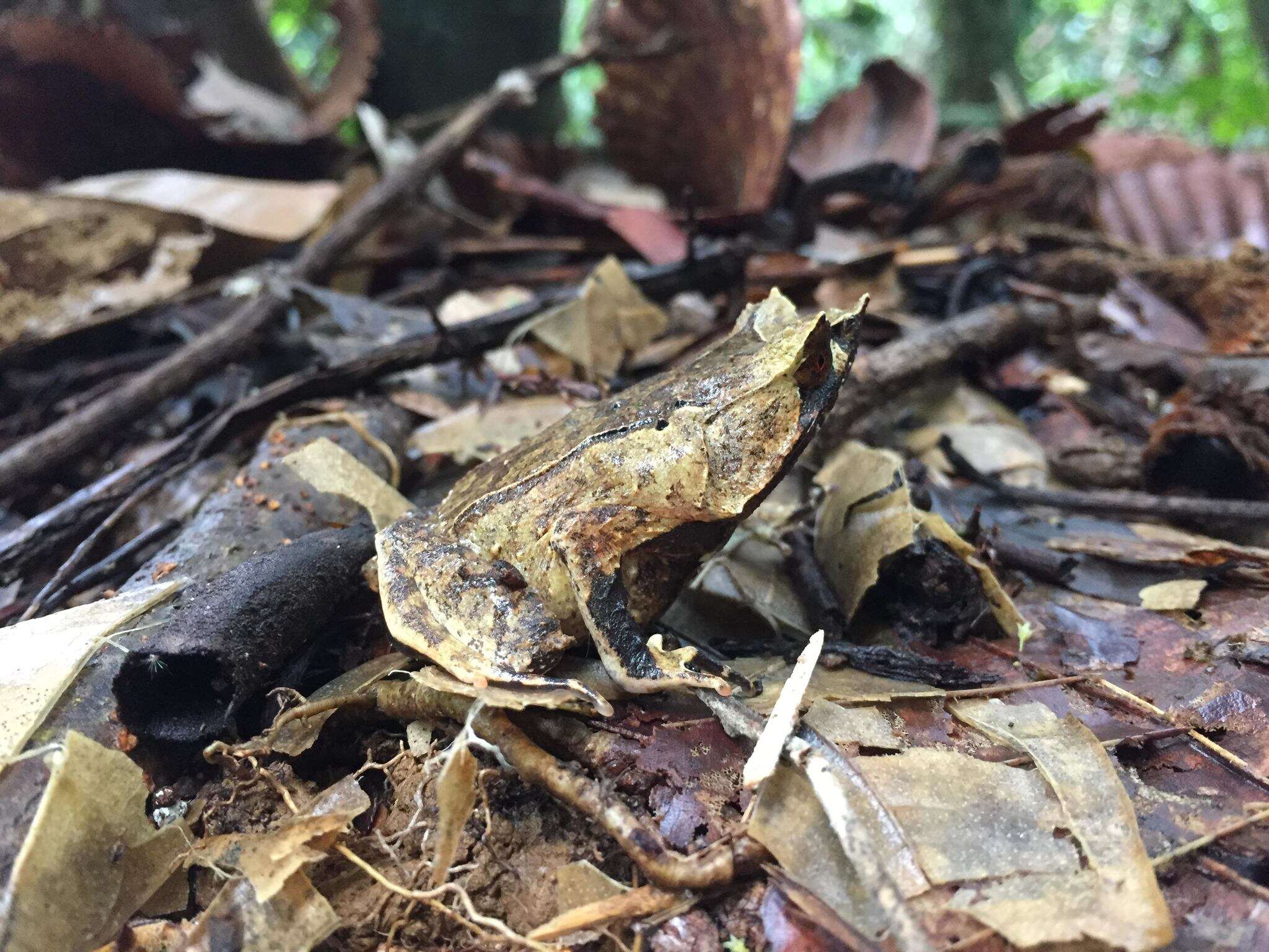 صورة Megophrys nasuta (Schlegel 1858)