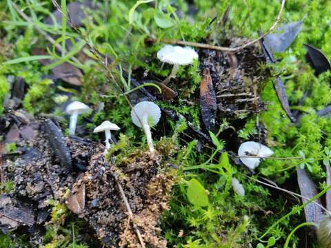 Image of Leucoagaricus cygneoaffinis (Pilát) P. Roux & Eyssart. 2011