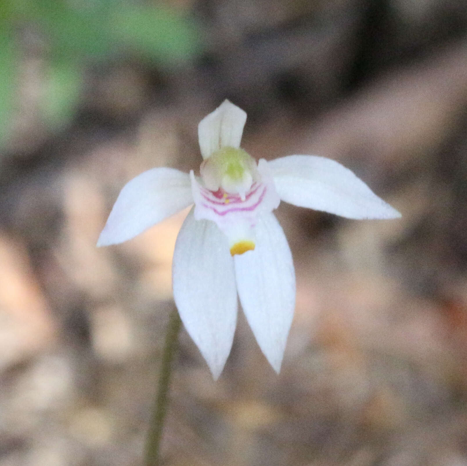 Image of Fairy orchid