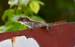 Image of Bueycito Anole