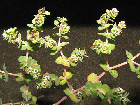 Imagem de Euphorbia amplexicaulis Hook. fil.