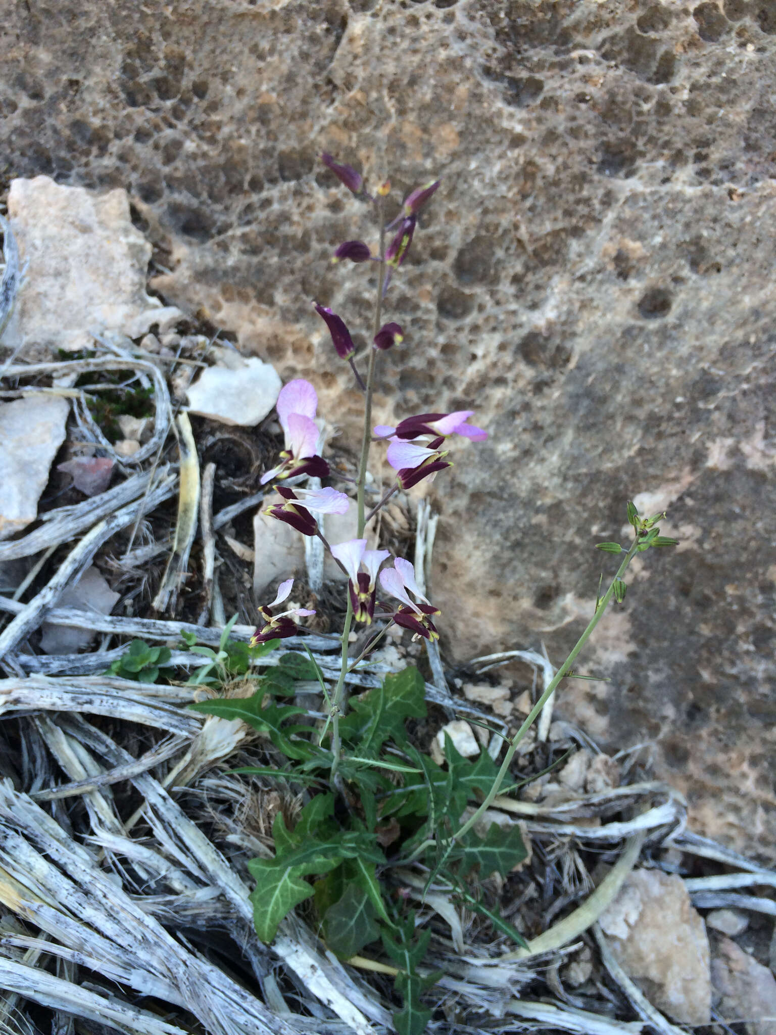 Image of Cutler's jewelflower