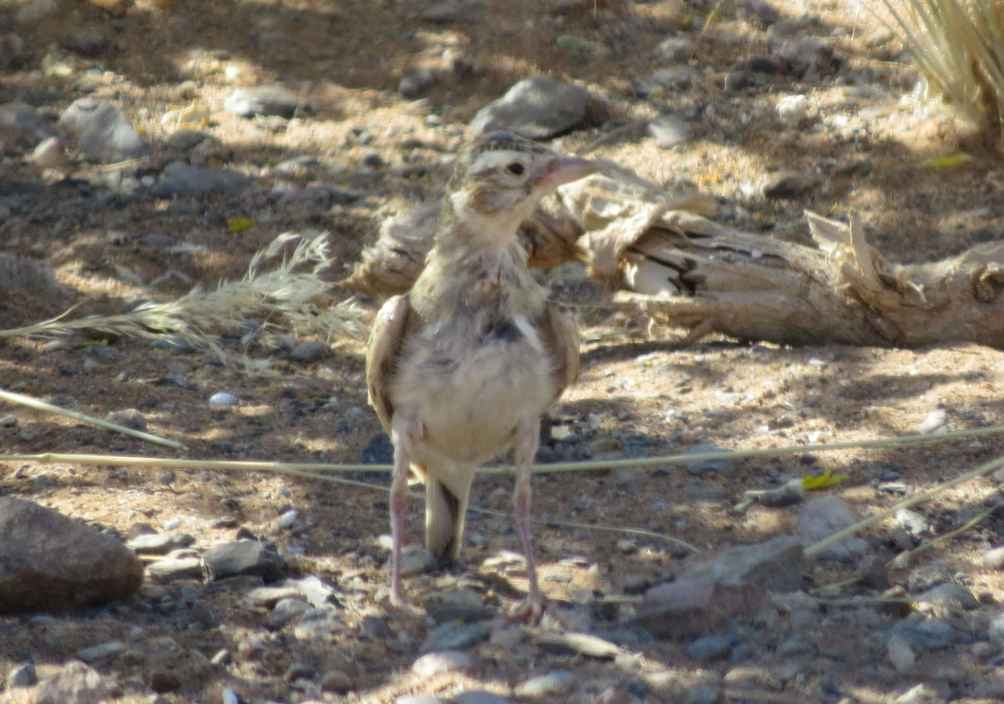 Image of Stark's Lark