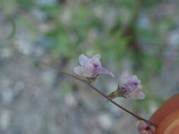 Plancia ëd Linaria corifolia Desf.