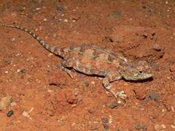 Image of Long-tailed Earless Dragon