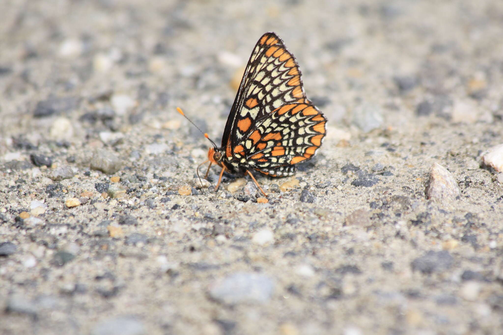 Image of Baltimore Checkerspot