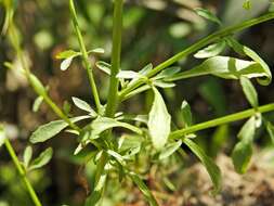 Imagem de Lobelia berlandieri A. DC.