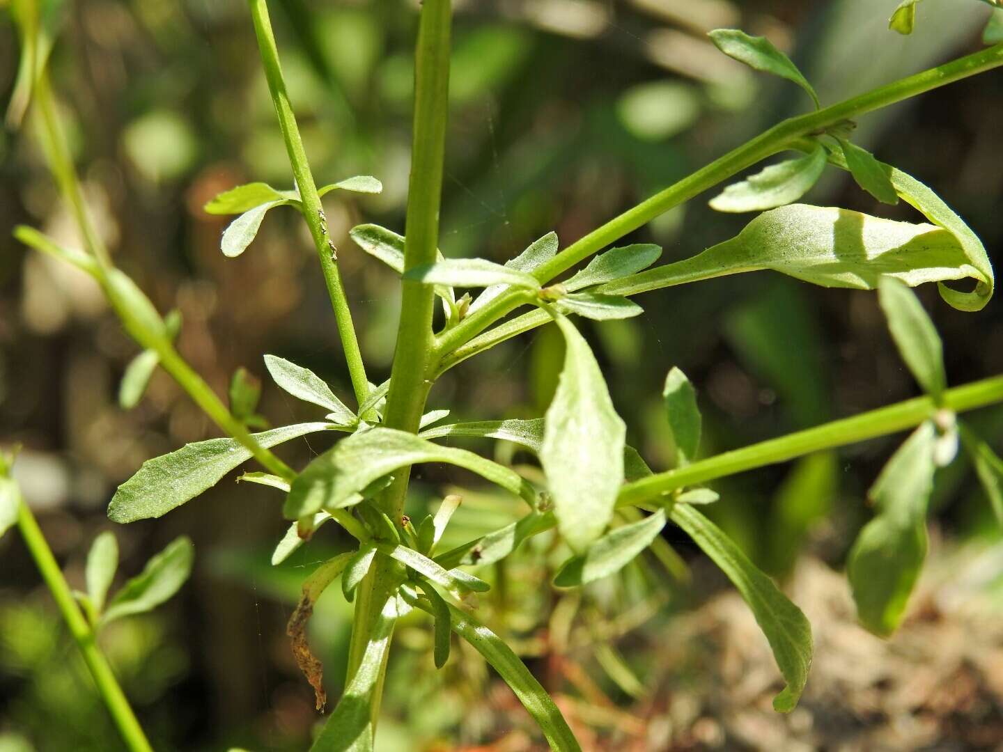 Image of Berlandier's Lobelia