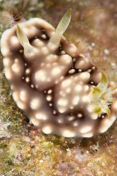 Image of Geometric brown headflapper slug