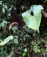 Image of Anthurium caramantae Engl.