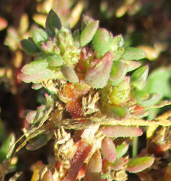 Image of Trianthema salsoloides Fenzl ex Oliv.