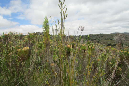 Image of Stilbe albiflora E. Mey.