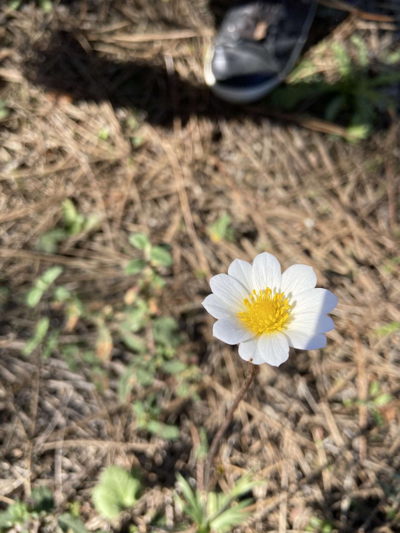 Image of Anemone palmata L.