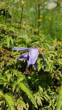 Image of alpine clematis