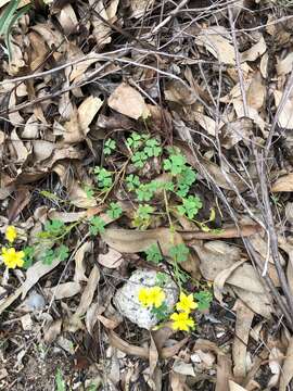 Oxalis perennans Haw.的圖片