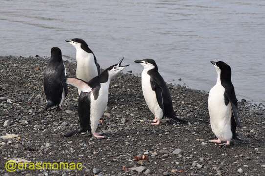 Plancia ëd Pygoscelis antarcticus (Forster & JR 1781)