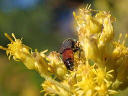 Image of Sphecodes davisii Robertson 1897