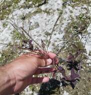 Слика од Verbena scabra Vahl