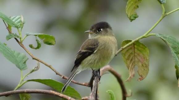 Empidonax atriceps Salvin 1870的圖片