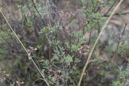 Imagem de Ocimum burchellianum Benth.