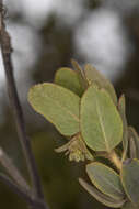 Image of Del Norte manzanita