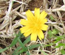 Image of western dwarfdandelion