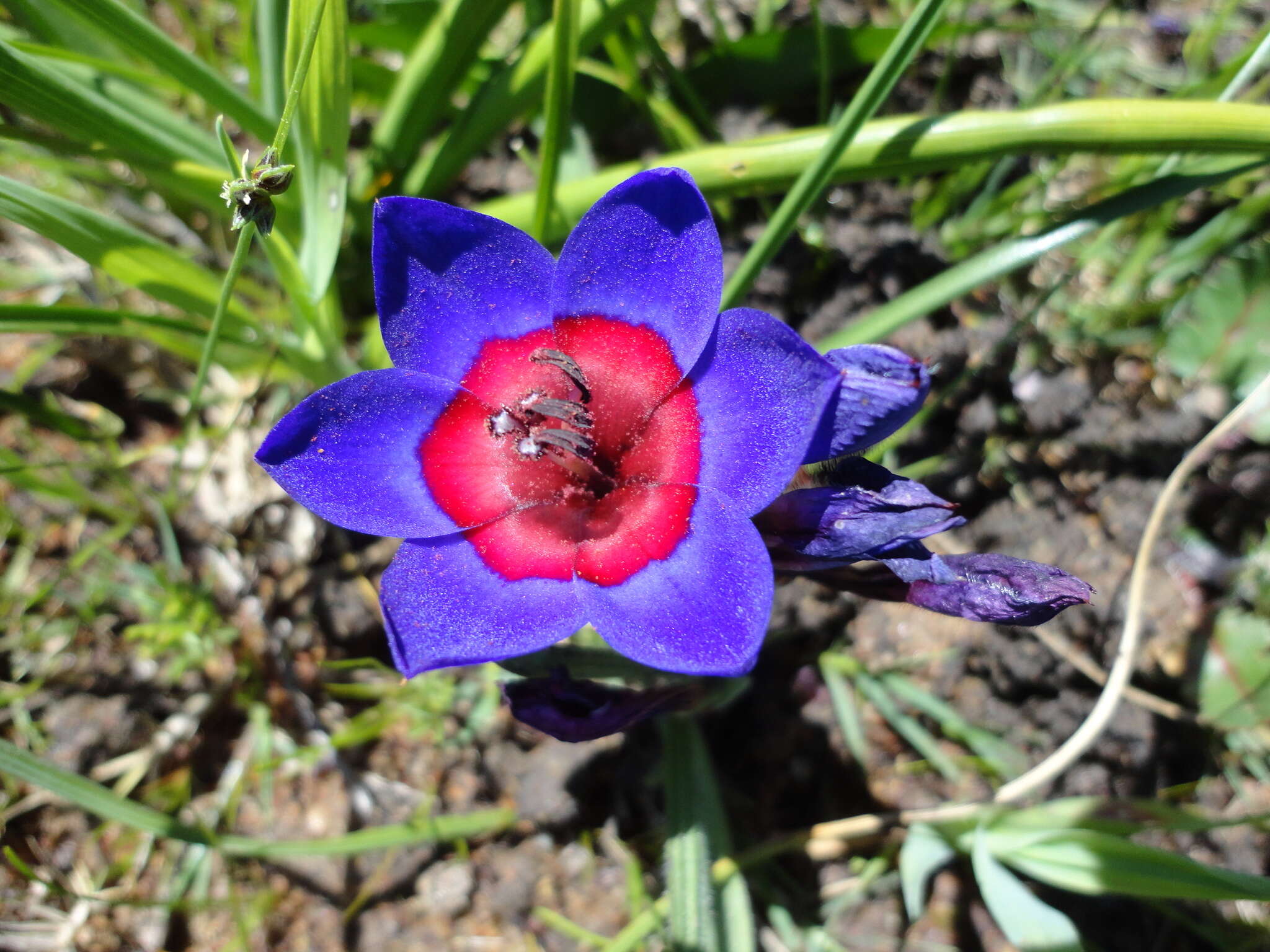 Image of Babiana rubrocyanea (Jacq.) Ker Gawl.