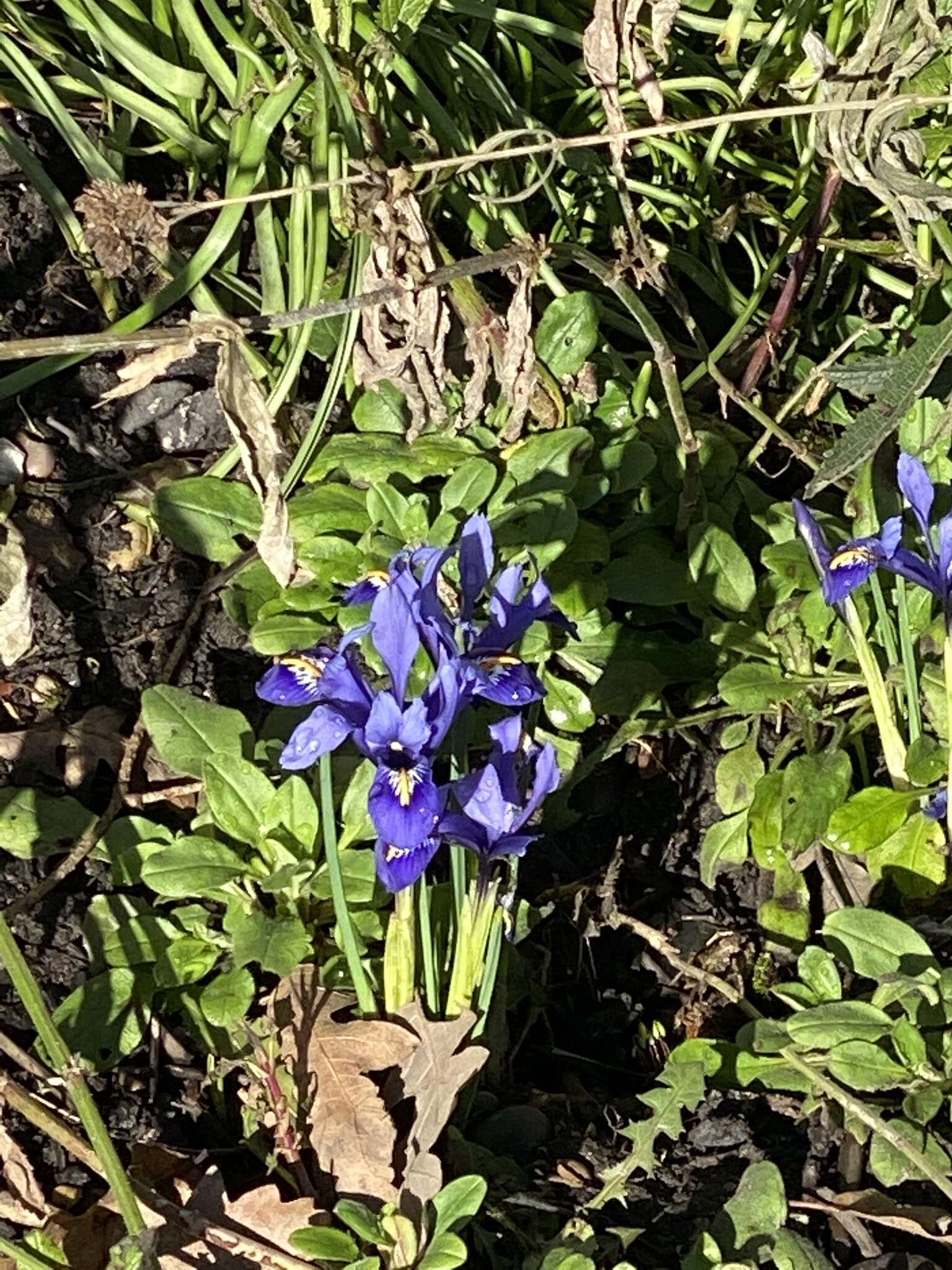 Image of Iris histrioides (G. F. Wilson) S. Arn.