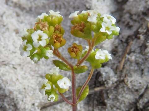 Crassula filiformis (Eckl. & Zeyh.) Dietr. resmi