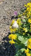 Image of Elmer's ragwort