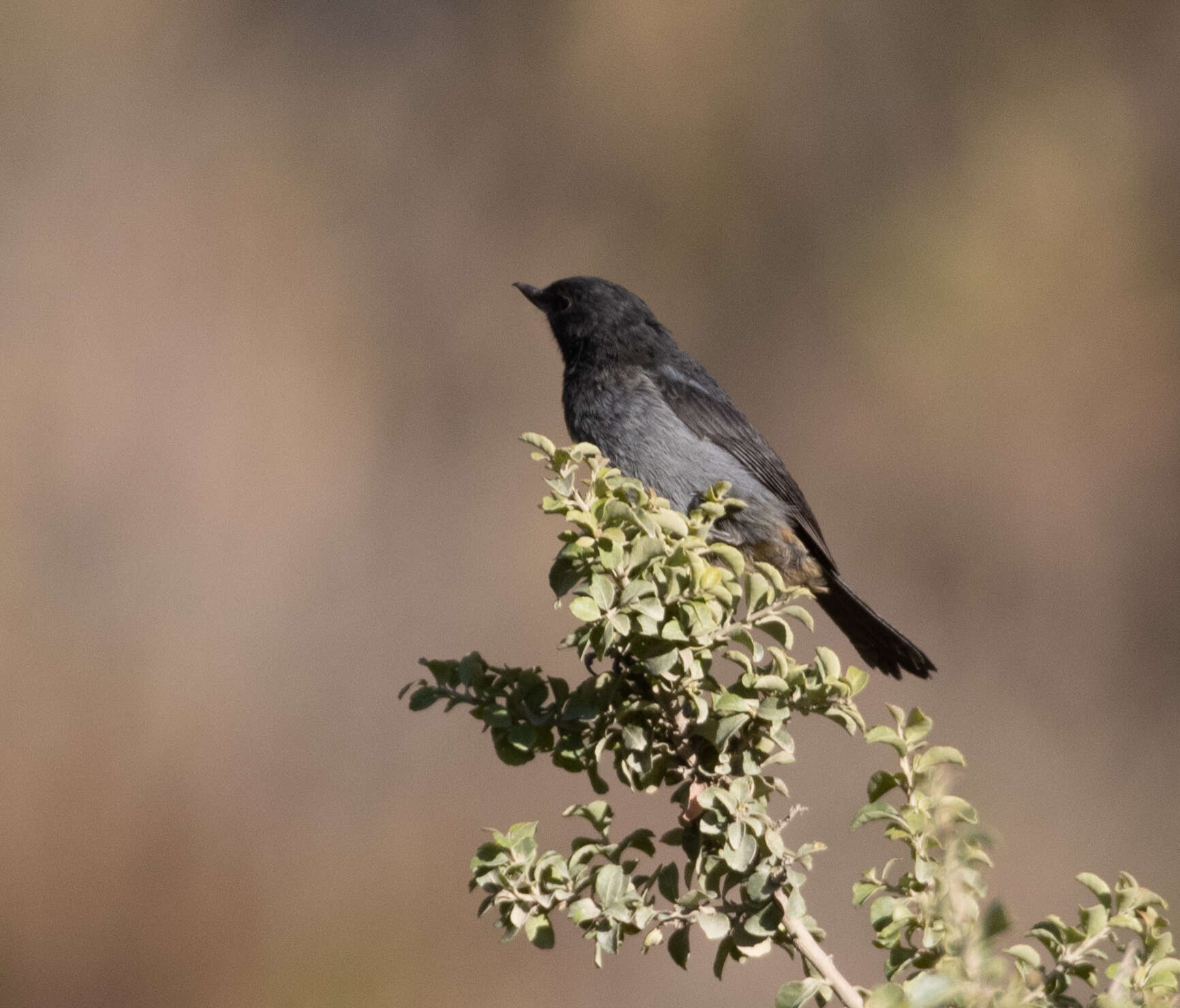 صورة Diglossa carbonaria (d'Orbigny & Lafresnaye 1838)