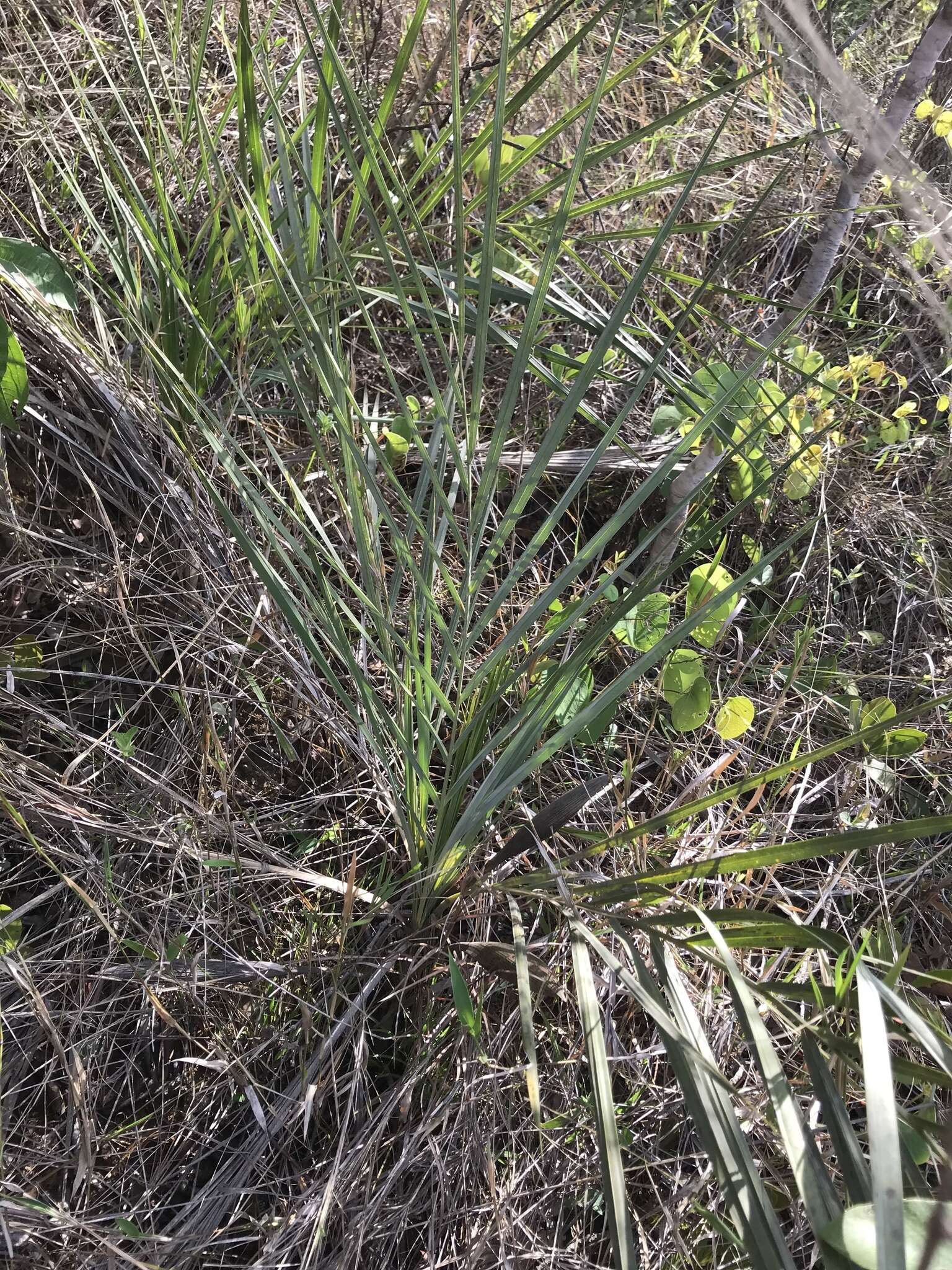 Image of Syagrus glazioviana (Dammer) Becc.