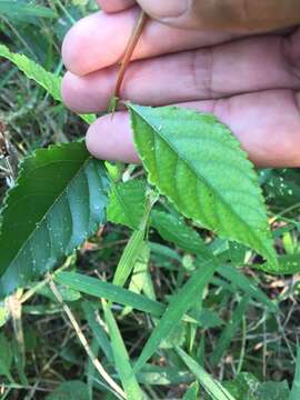 Image of Xylosma venosum N. E. Brown