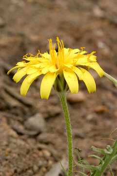 صورة Agoseris parviflora (Nutt.) D. Dietr.