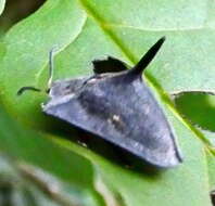 Image of Dorynota (Dorynota) bidens (Fabricius 1781)